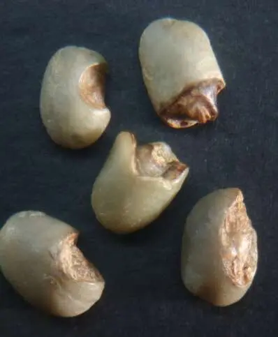 9 Mordido o cortado MDA