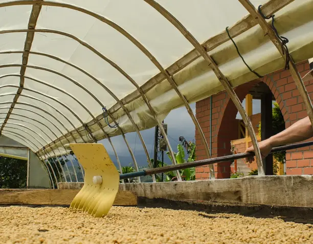 El método seco de procesamiento del café