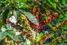 Enciclopedia del café: tipos y variedades
