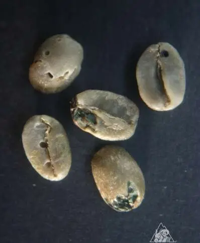 10 Picado por insectos MDA