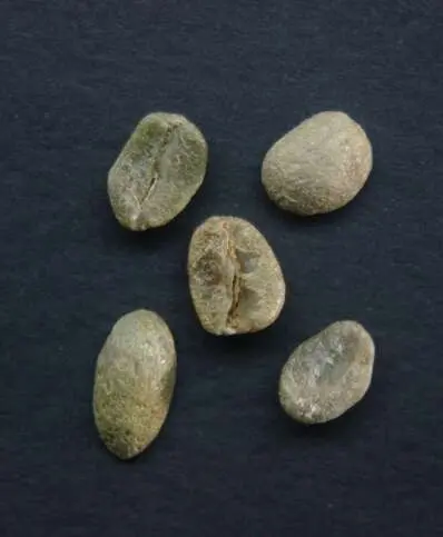 12 Inmaduro o paloteado MDA