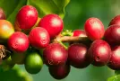 La baya del café: estructura y clasificación