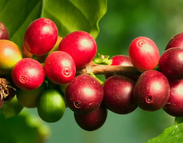 La baya del café: estructura y clasificación