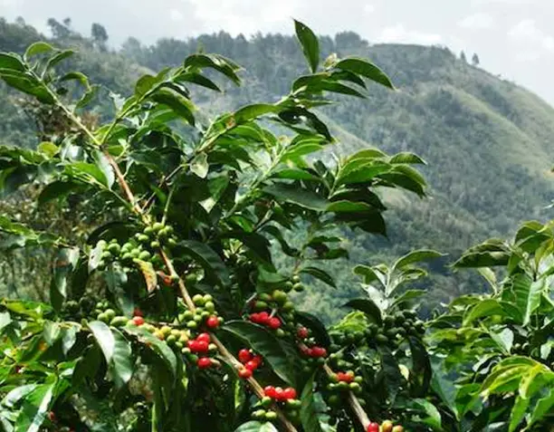 La altitud a la que se cultiva el café y su influencia en el sabor