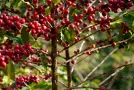 Arabica vs Robusta: ¿Cuál es la diferencia entre estos granos de café?