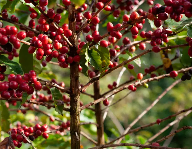 Arabica vs Robusta: ¿Cuál es la diferencia entre estos granos de café?