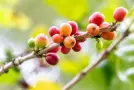 What Is Peaberry Coffee? Flavor, Facts & Common Myths | Blue Faro