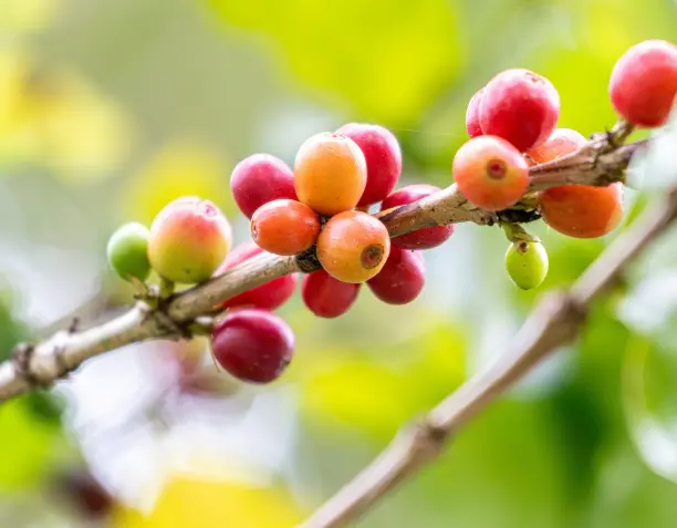 ¿Qué es el Café Peaberry? Características, Sabor y Mitos | Blue Faro