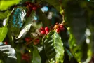 Coffee Types & Varieties Explained | Blue Faro Coffee
