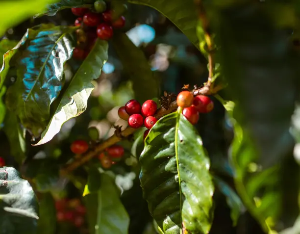 Coffee Types & Varieties Explained | Blue Faro Coffee