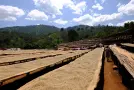 Coffee Drying: One of the Most Important Stages of Coffee Processing