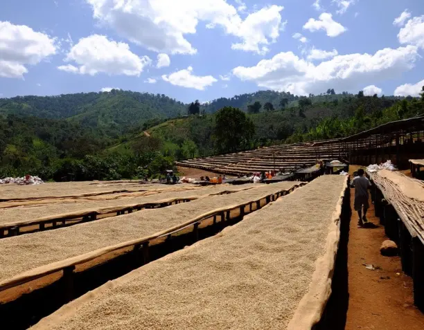 Coffee Drying: One of the Most Important Stages of Coffee Processing