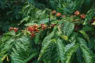 Arabica vs Robusta: What’s the Difference?