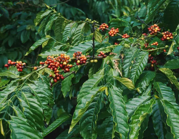 Arabica vs Robusta: ¿Cuál es la diferencia entre estos granos de café?