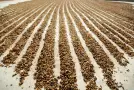 Why Is Natural Process Coffee Sweeter? The Science Behind Its Flavor