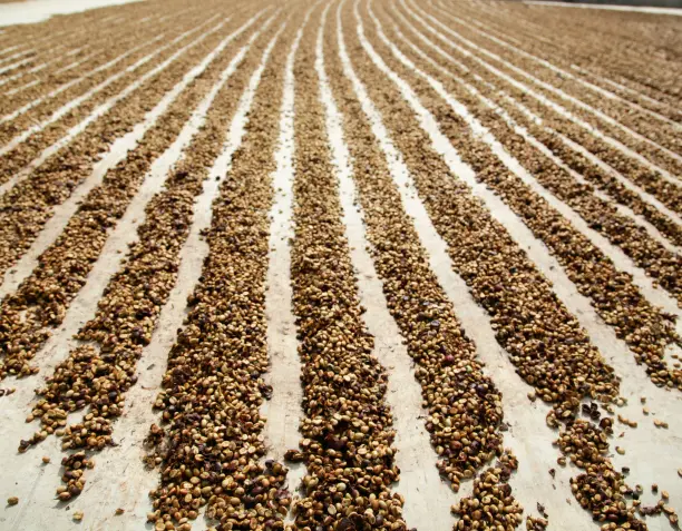 Why Is Natural Process Coffee Sweeter? The Science Behind Its Flavor