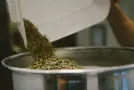 Green Coffee Defects: Types, Causes and Effects on the Cup