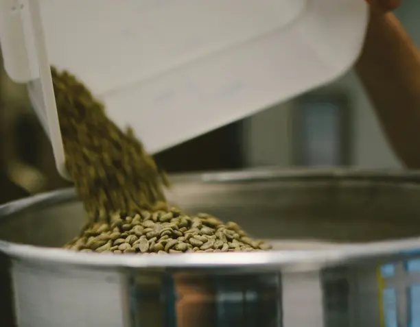 Green Coffee Defects: Types, Causes and Effects on the Cup