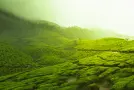 Guía de iniciación al té de especialidad: tipos, orígenes y diferencias con el té industrial