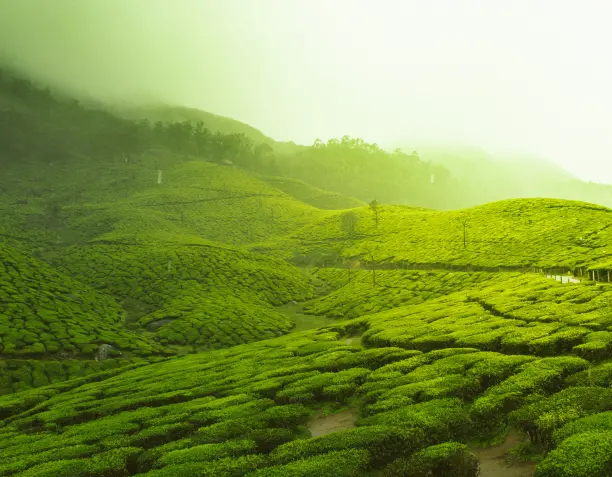 A Beginner’s Guide to Specialty Tea: Types, Origins and Loose Leaf vs Industrial Tea
